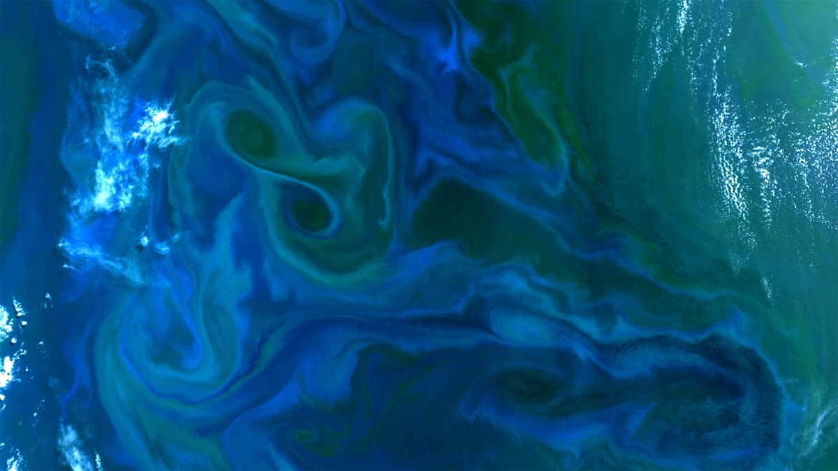 Algae in South Atlantic