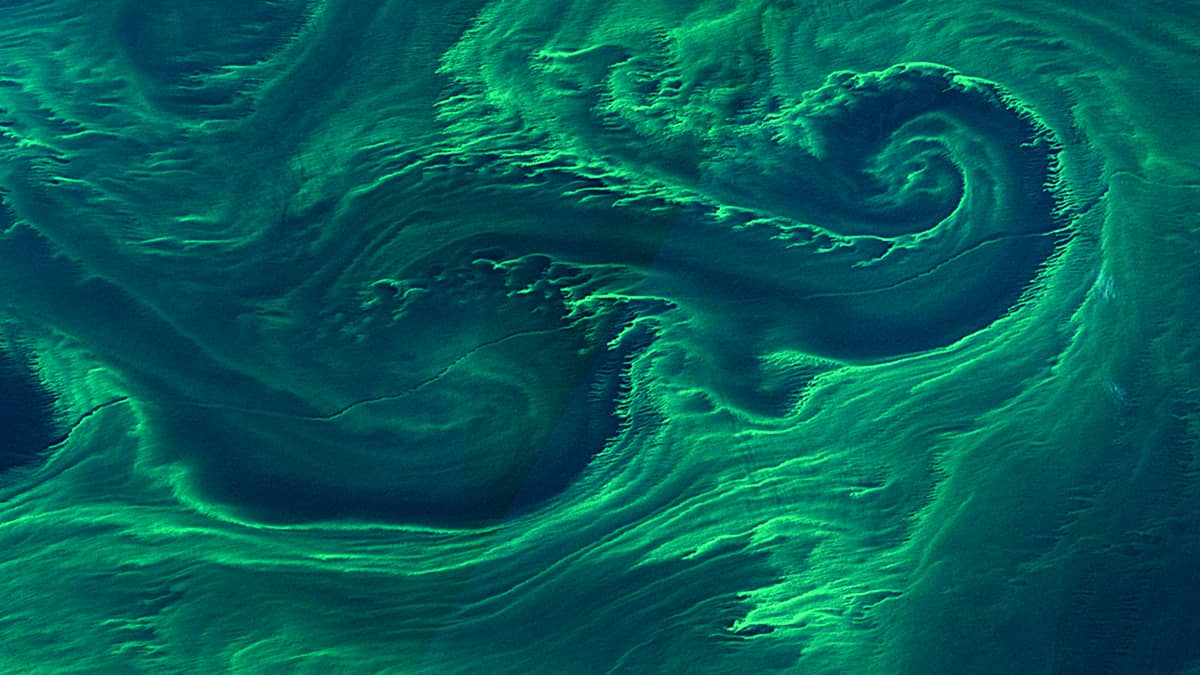 Algae bloom in Baltic Sea
