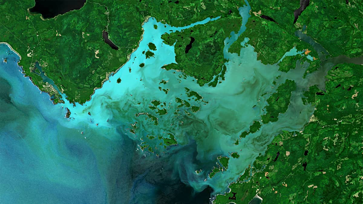 Phytoplankton bloom in Northeast Pacific