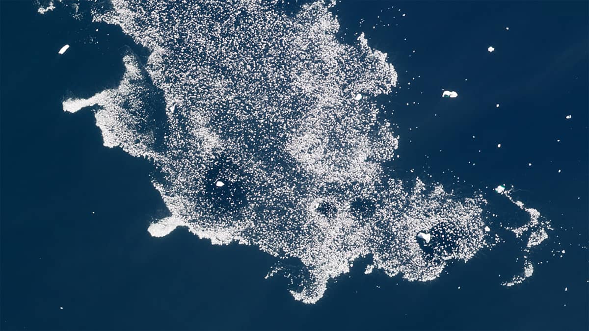 Dragons of the Bellingshausen Sea