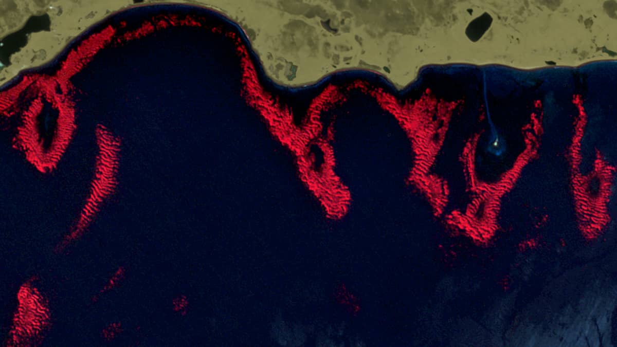Underwater forests around Kerguelen
