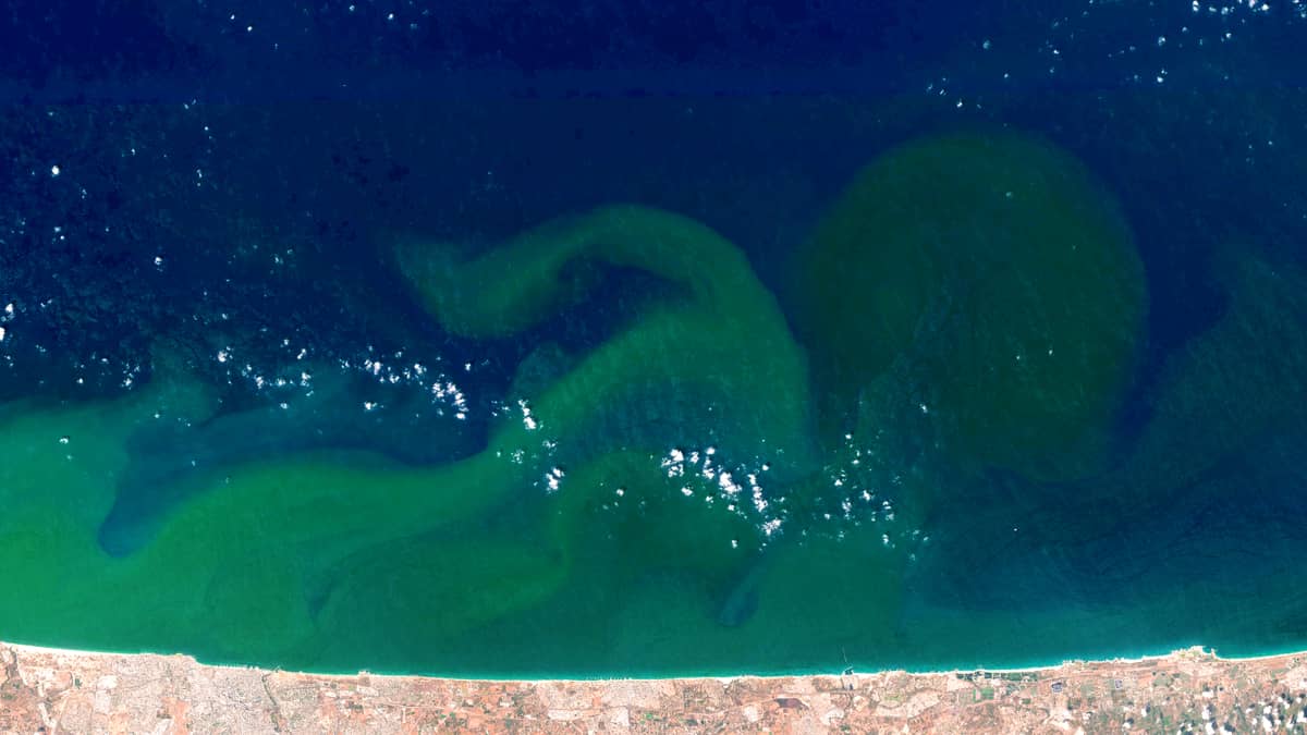 Microalgae in the Eastern Mediterranean